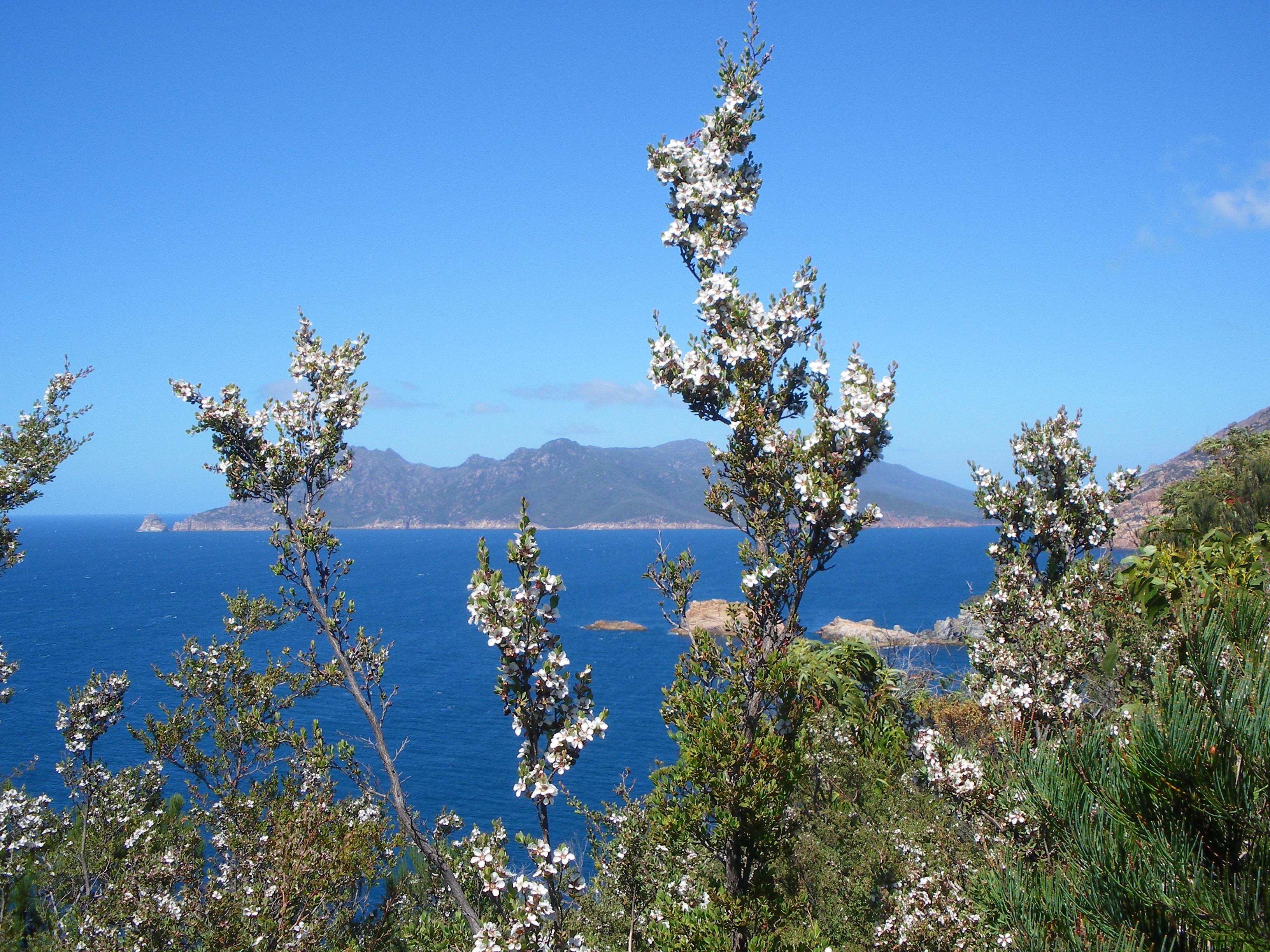 Australia, Ocean, Flowers, nature, blue
