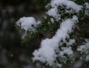 tilt shift lens photography pine tree covered by snow thumbnail