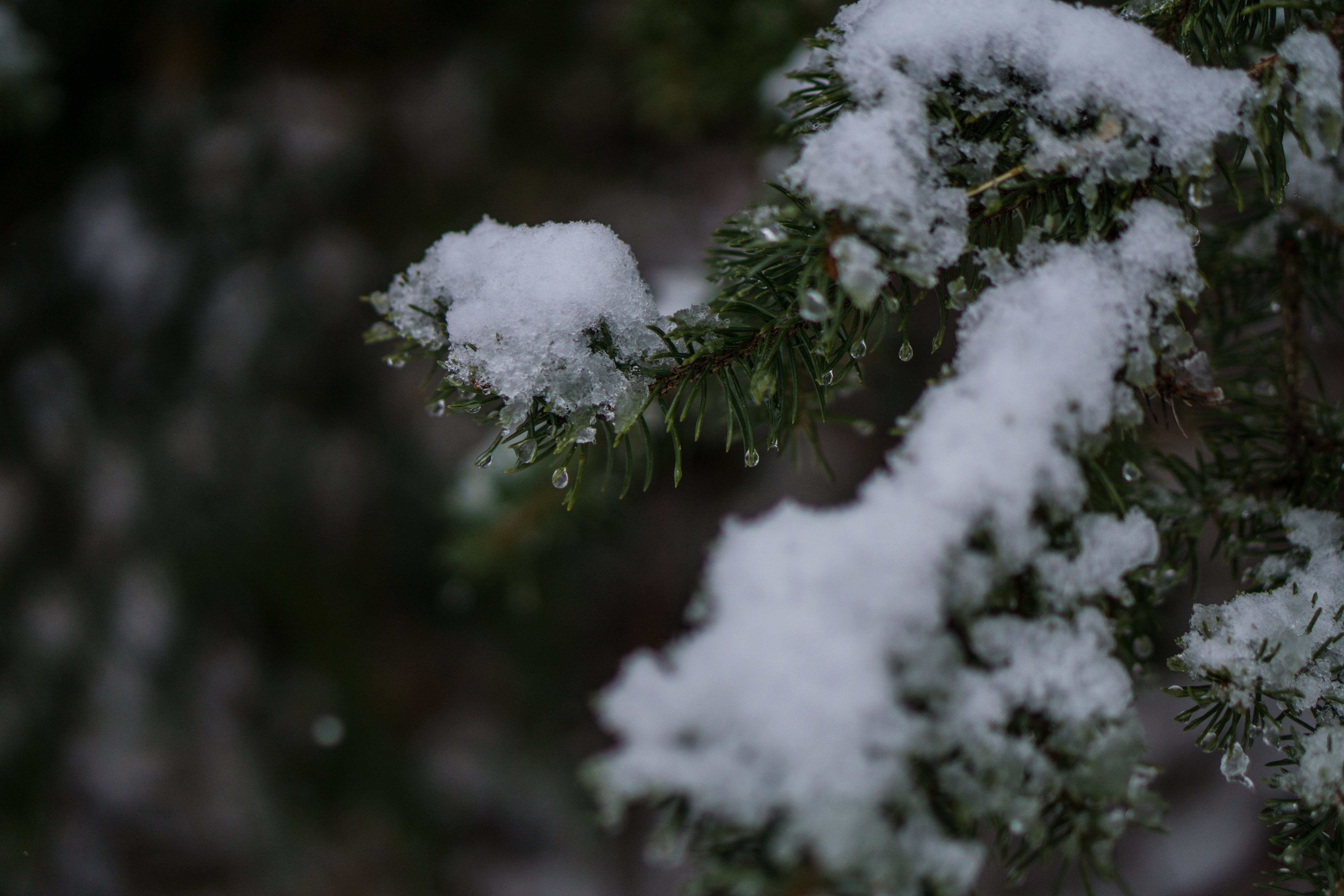 tilt shift lens photography pine tree covered by snow
