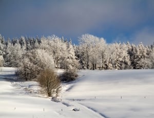 snow covered ground and trees thumbnail