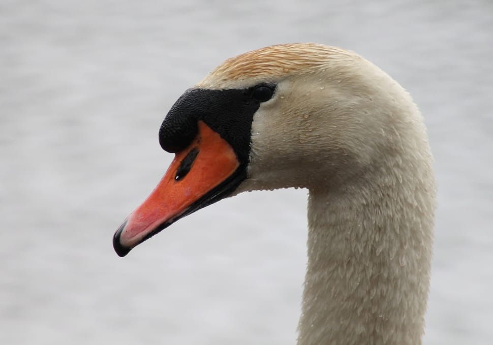 white black and orange goose preview