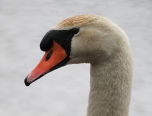 white black and orange goose thumbnail