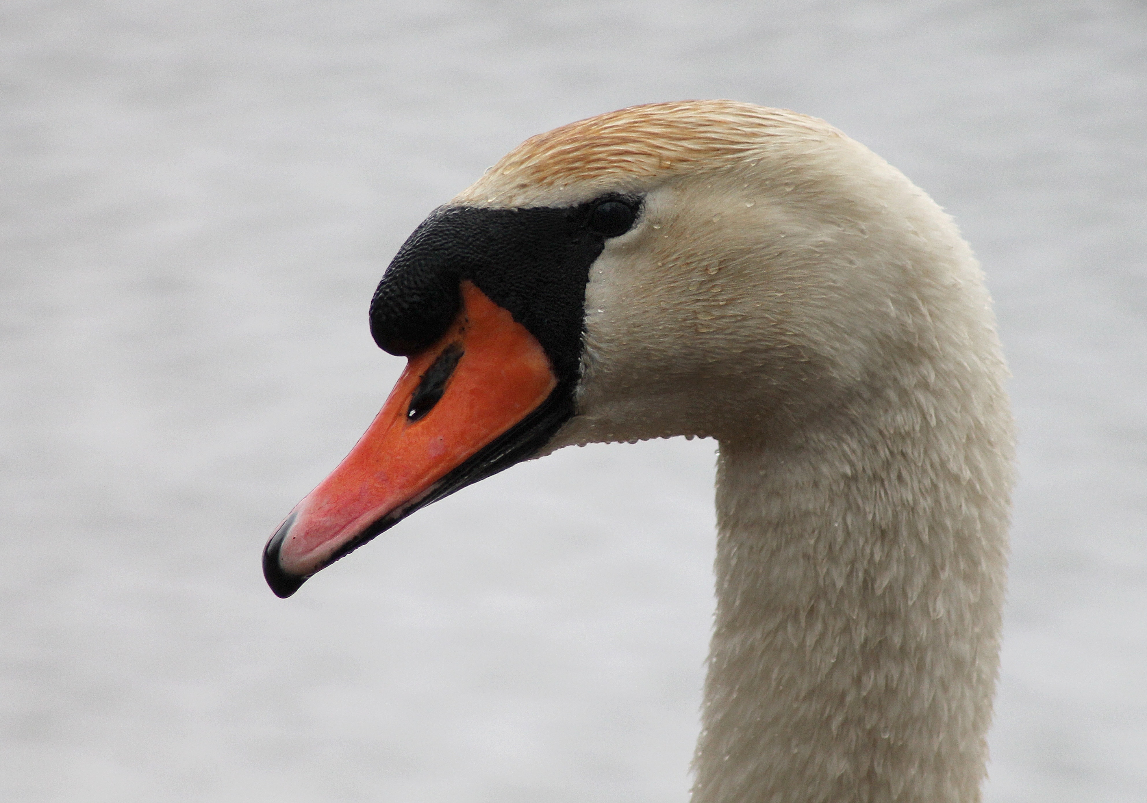 white black and orange goose