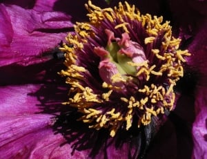 purple and yellow flower thumbnail