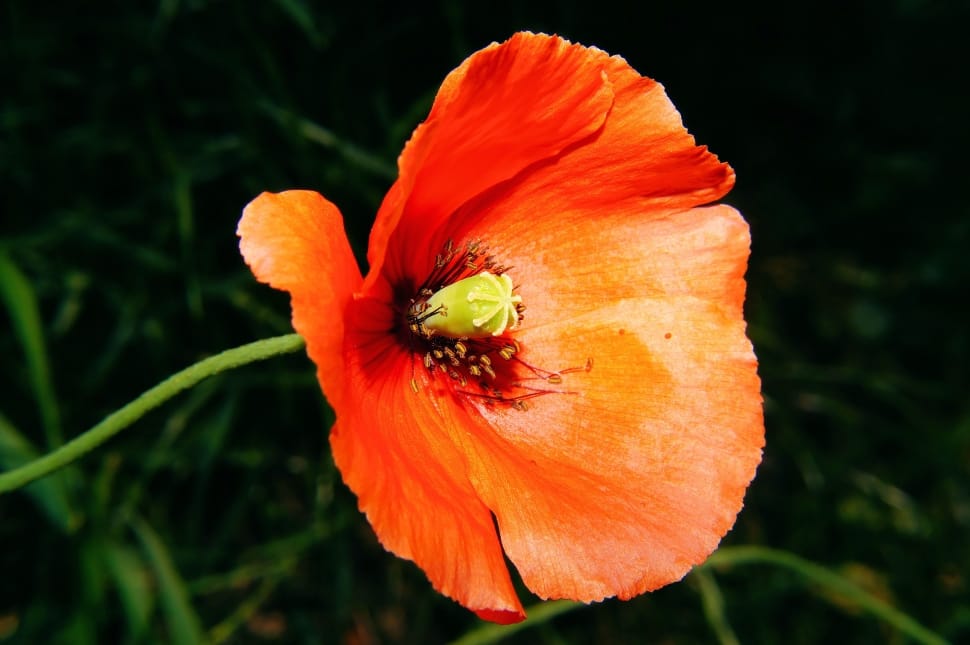 orange poppy in bloom close-up photo preview