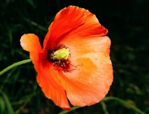 orange poppy in bloom close-up photo thumbnail