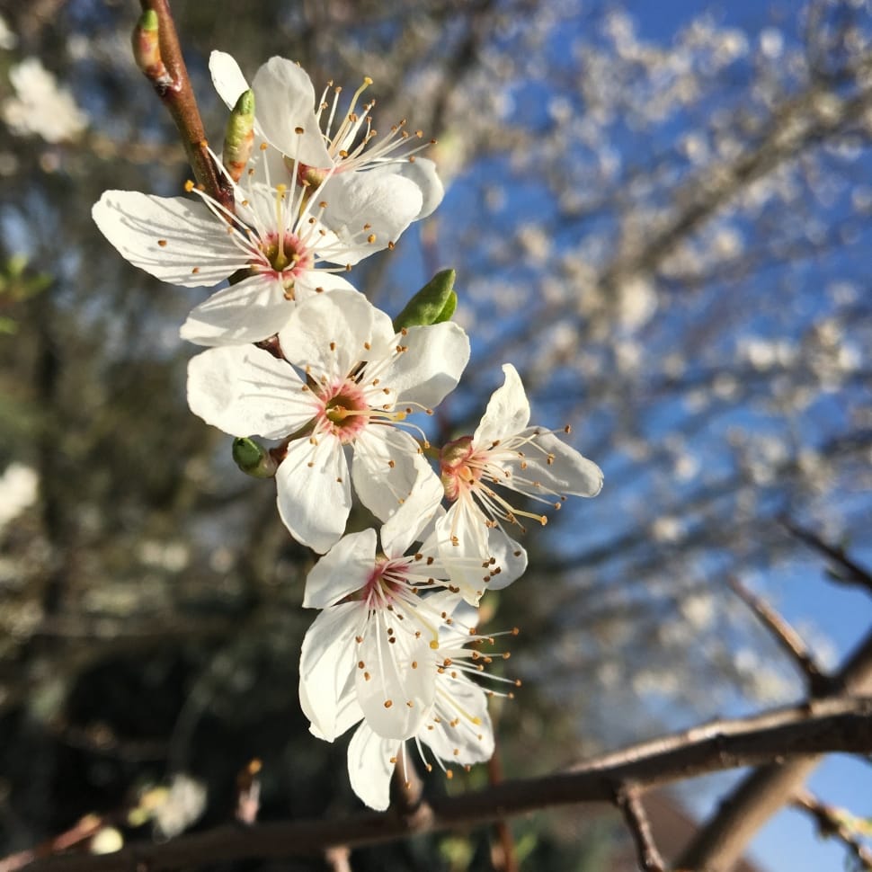 Sky, Flowers, Bud, Cherry, Tree, Spring, flower, blossom preview