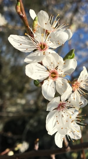 Sky, Flowers, Bud, Cherry, Tree, Spring, flower, blossom thumbnail