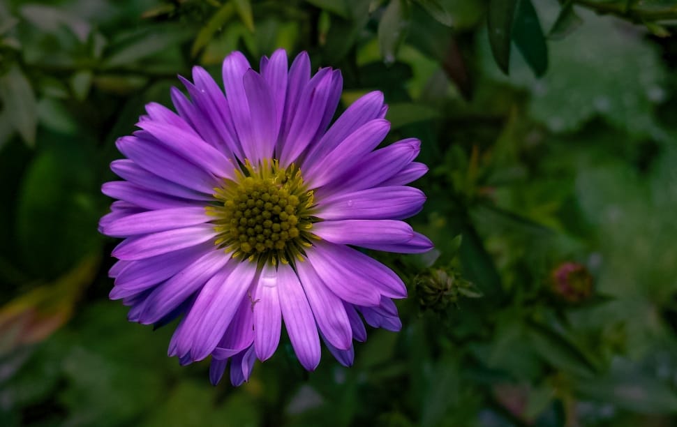 purple and gray flower surrounded by leaves preview