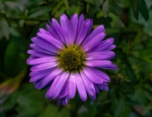 purple and gray flower surrounded by leaves thumbnail