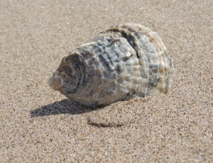 gray and beige seashell on beach sand during daytime thumbnail