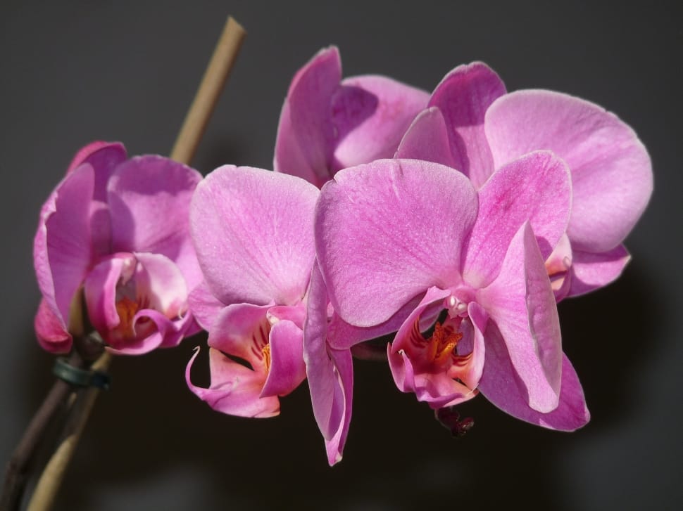pink orchid lot preview
