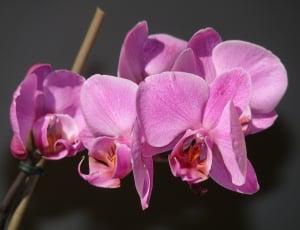 pink orchid lot thumbnail