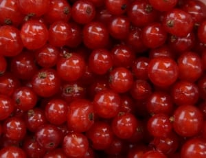 red round fruits thumbnail