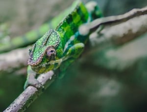 selective focus photography of green chameleon thumbnail