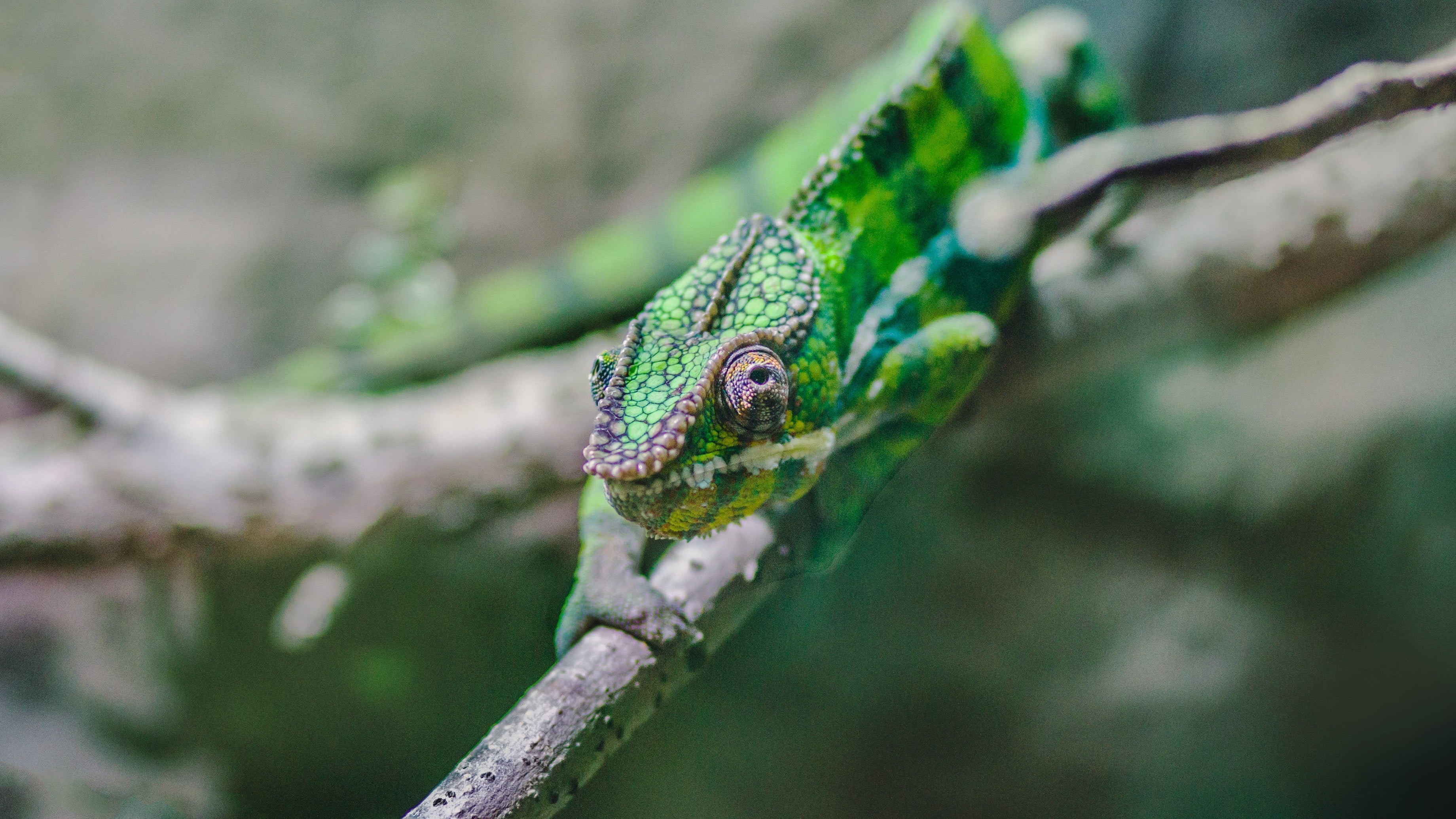 selective focus photography of green chameleon