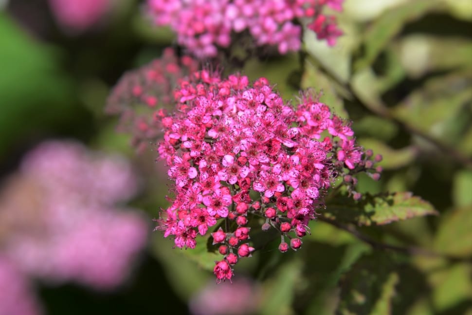 pink clustered flower preview