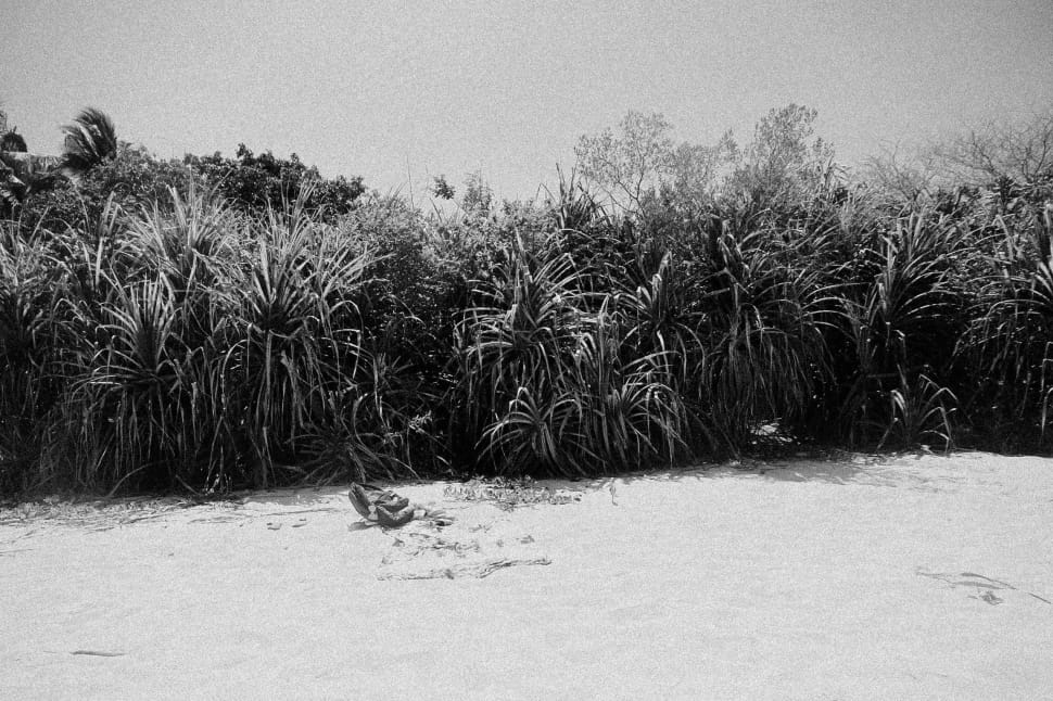 grayscale photo of corn plants preview