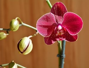 Bud, Bloom, Flower, Orchid, Blossom, flower, close-up thumbnail
