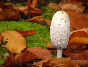 white mushroom thumbnail