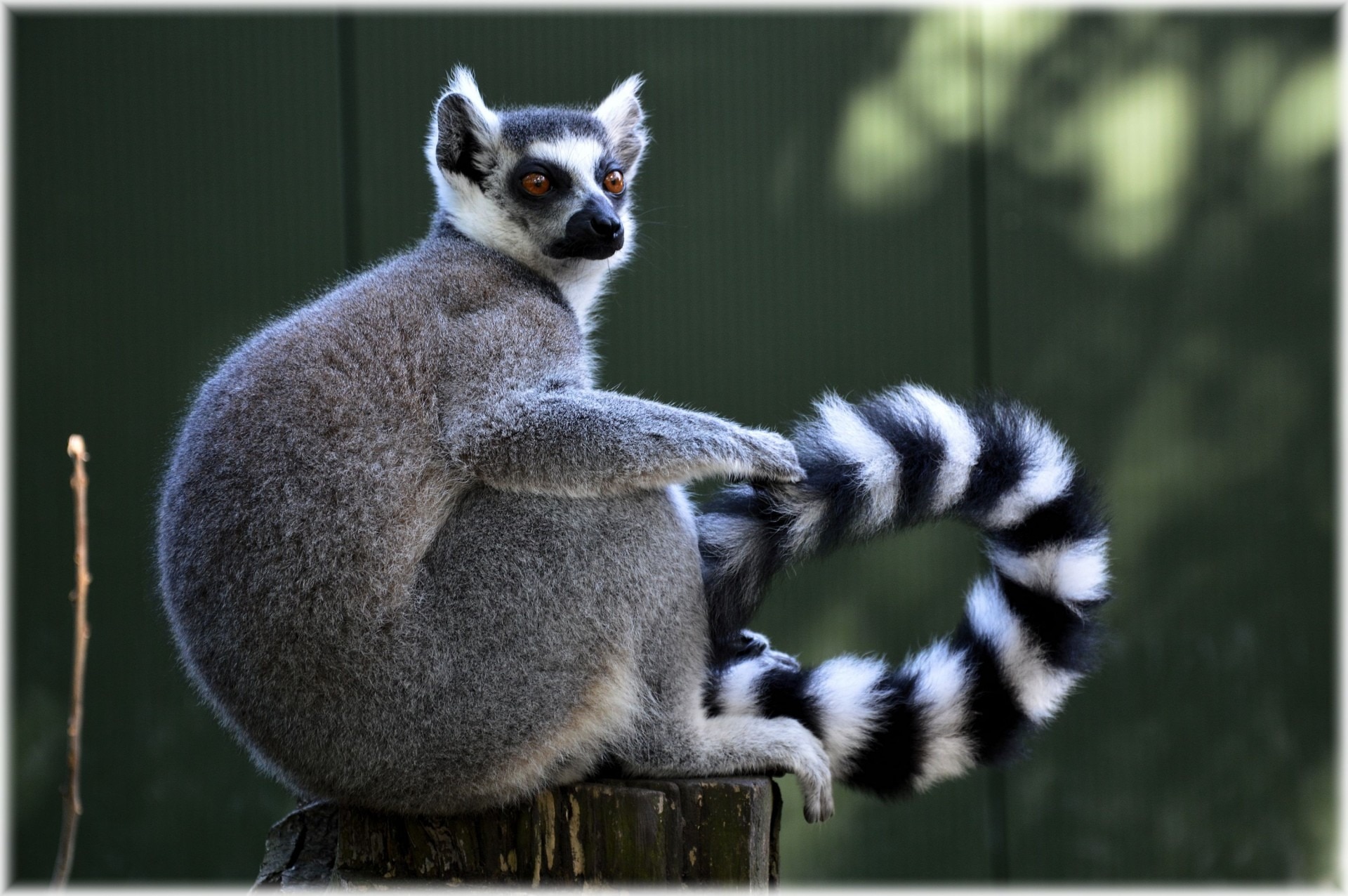 Exotic, Wild, Rare, Ring-Tailed Lemur, one animal, animals in the wild