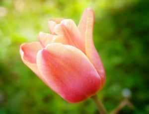 Flower, Blossom, Bloom, Tulip, flower, nature thumbnail