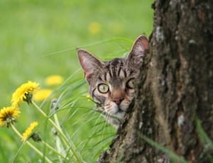 brown tabby cat and yellow petal flower thumbnail