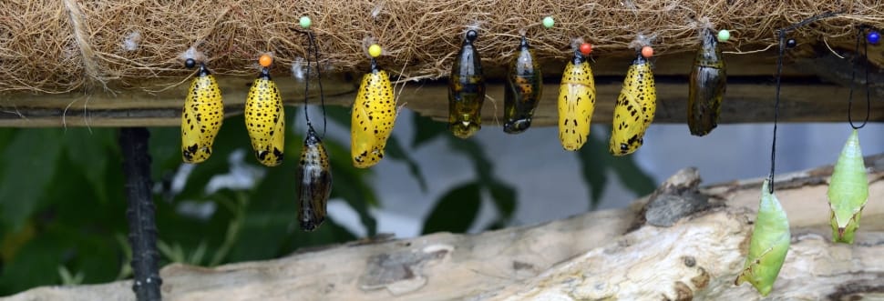 butterfly chrysalis preview