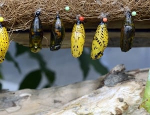 butterfly chrysalis thumbnail