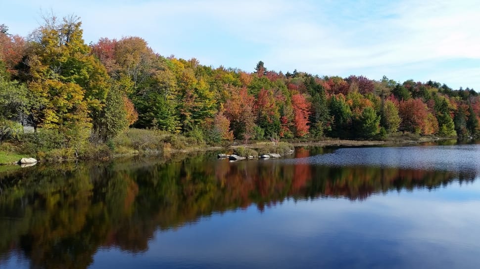 Nautumn, Fall, Leaves, Season, reflection, tree preview