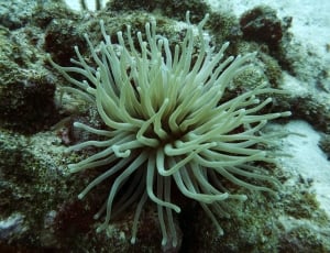 green corals thumbnail