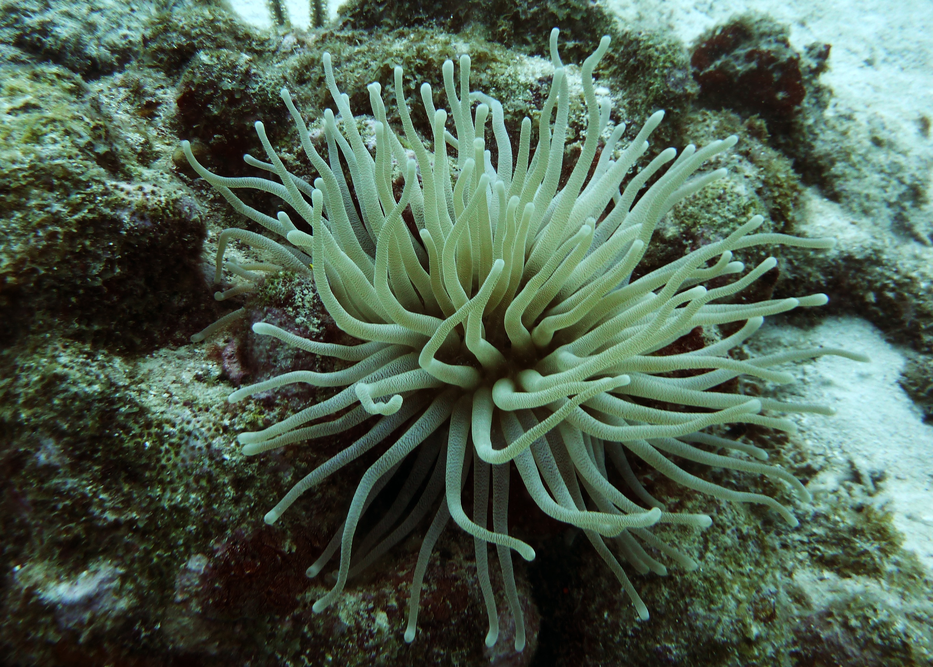 green corals
