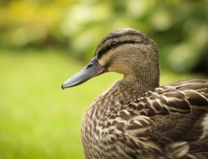 close up photo of brown mallard duck thumbnail