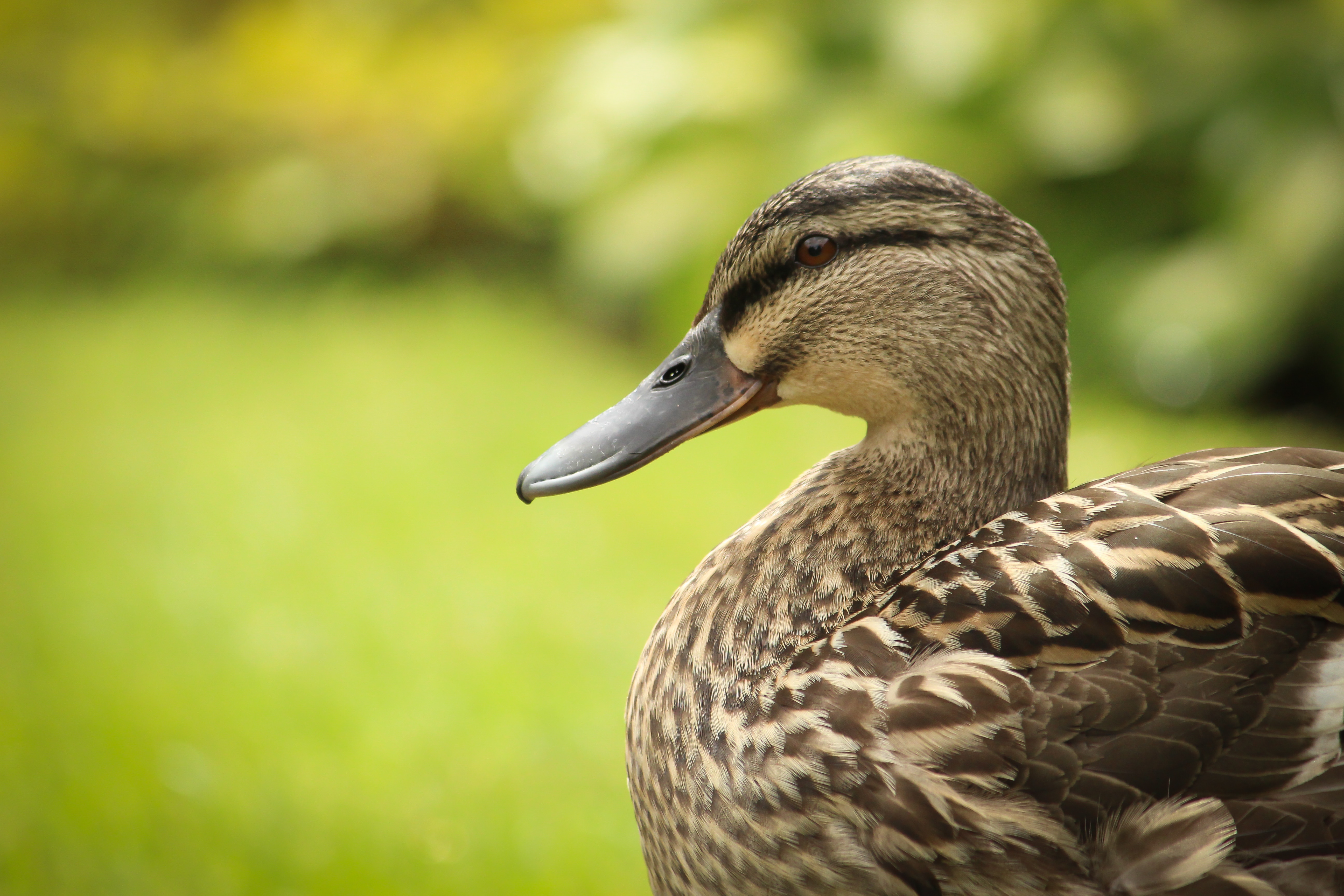 close up photo of brown mallard duck