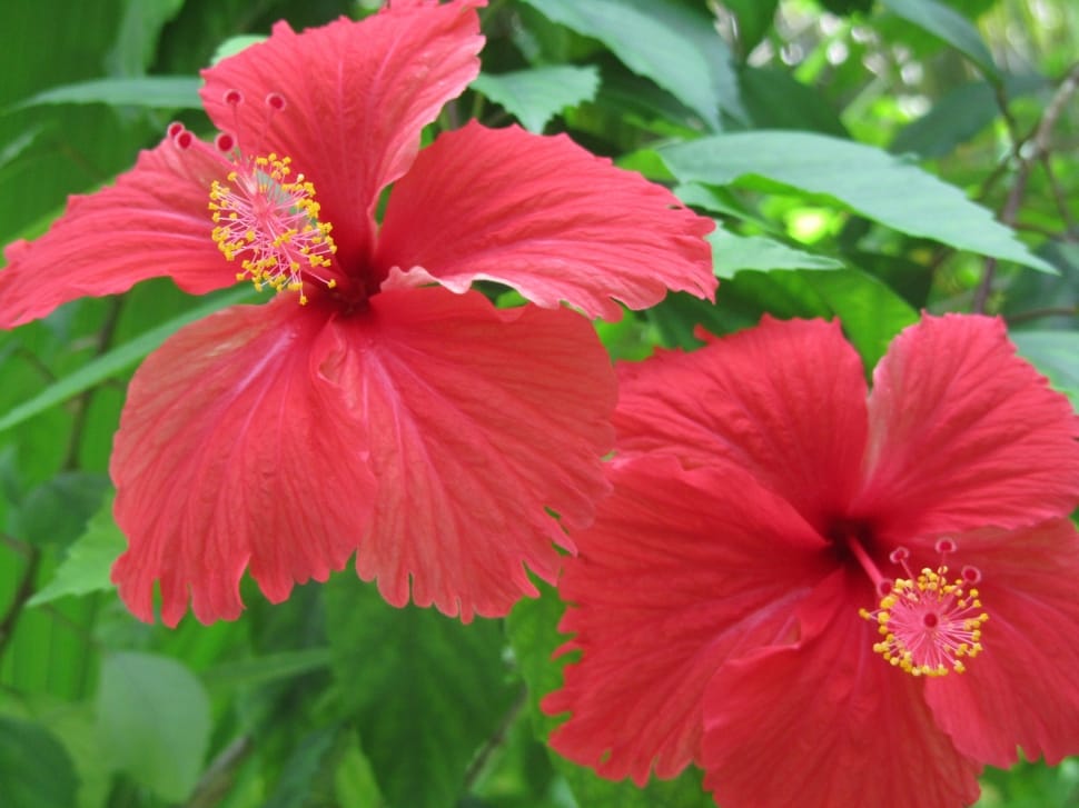 Flower, Red, Blossom, Hibiscus, Bloom, flower, plant preview