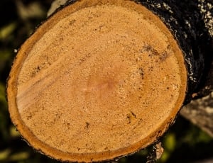 beige wood log thumbnail