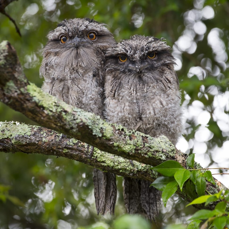 selective focus of two owls on branch preview