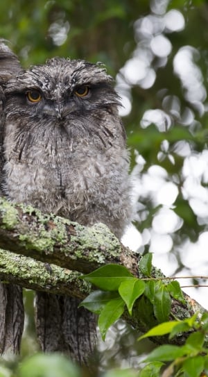 selective focus of two owls on branch thumbnail