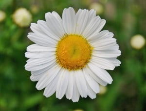 Bloom, Blossom, Floral, Plant, Natural, flower, white color thumbnail