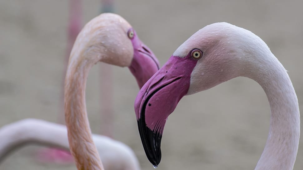 2 flamingo preview