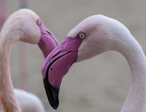 2 flamingo thumbnail