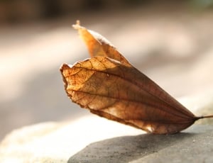 dry leaf thumbnail