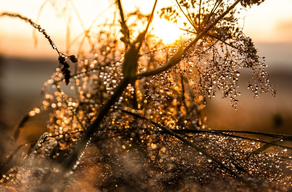 silhouette of grass during golden hour preview