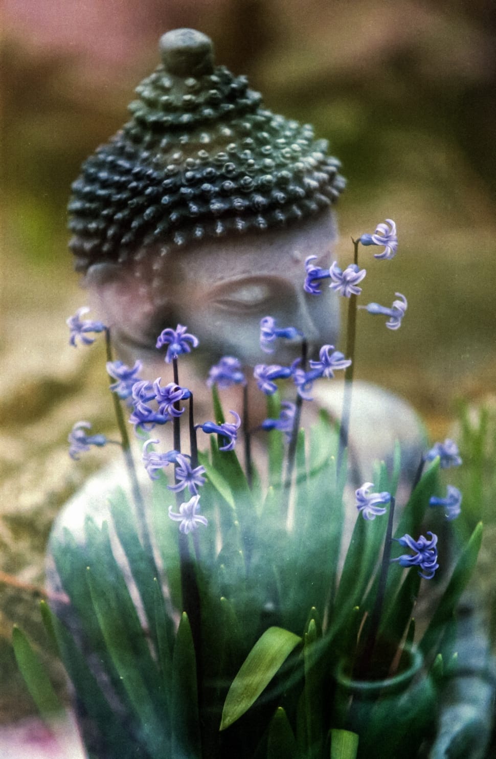 Statue, Calm, Flower, Hyacinthus, Buddha, flower, purple preview