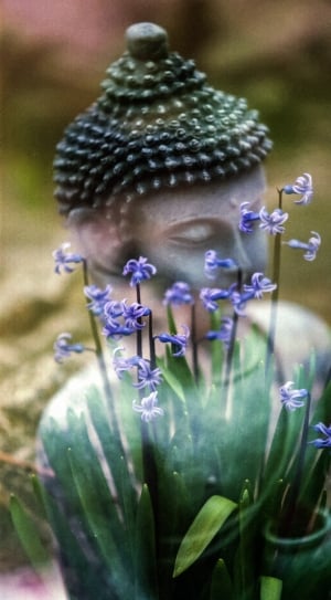 Statue, Calm, Flower, Hyacinthus, Buddha, flower, purple thumbnail