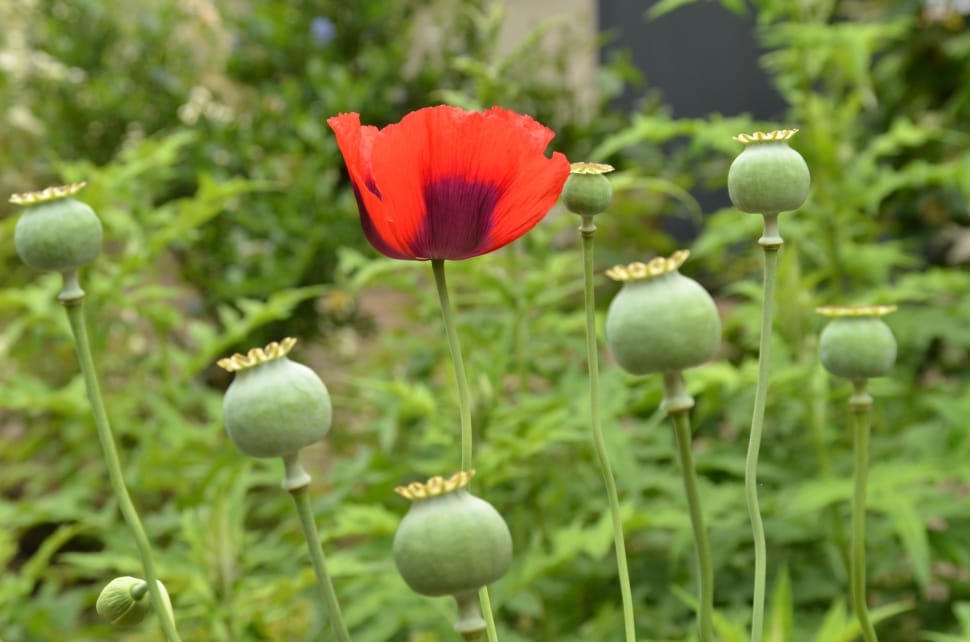 red poppy and buds preview