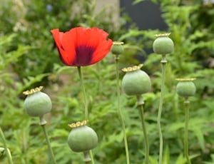 red poppy and buds thumbnail