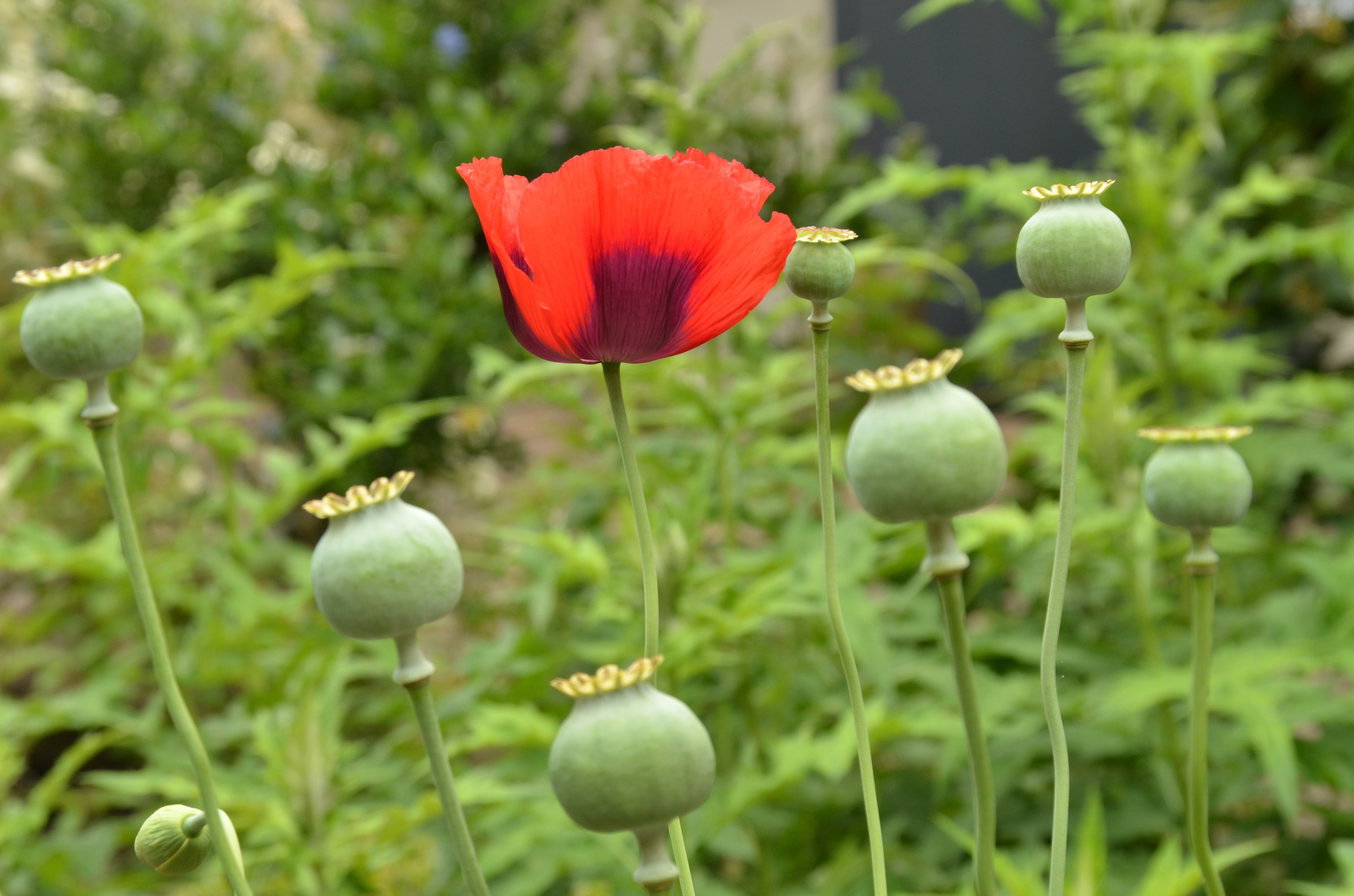 red poppy and buds