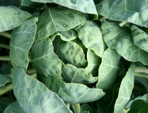 Diet, Garden, Vegetable Garden, Cabbage, vegetable, green color thumbnail