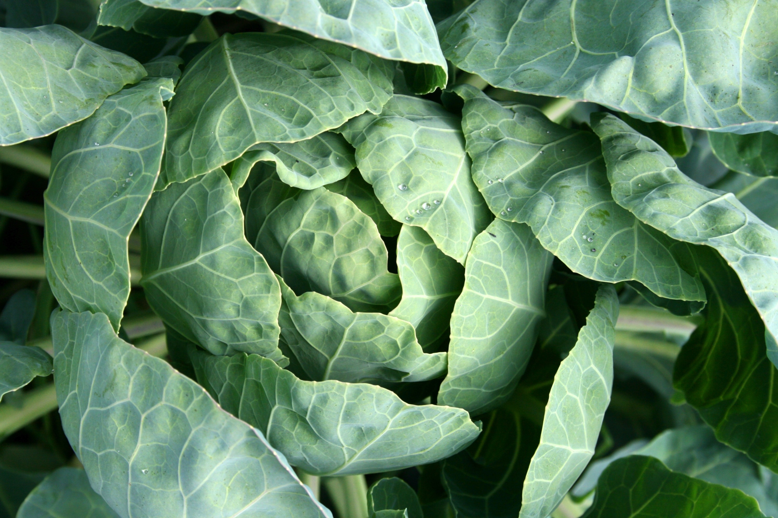 Diet, Garden, Vegetable Garden, Cabbage, vegetable, green color
